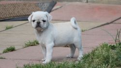 PUG MALE 7 FEMALE PUPPIES ARE AVAILABLE FOR NEW HOME ...xxxxxxxxxx