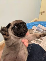 Fawn pugs for sale