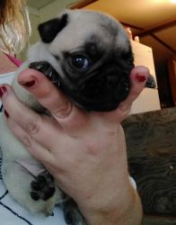 Fawn Male Pug Puppies