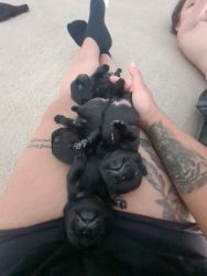 Pug pups looking for their new family