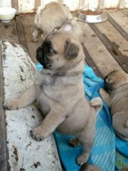 Pug puppies for X-mas
