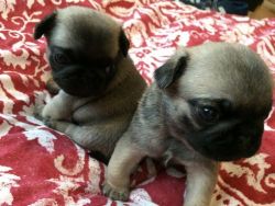 ready To Leave Kc Registered Sable Pug Puppies