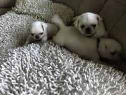 Pure White Pug Puppies