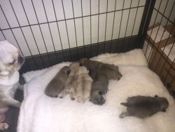 Stunning Pug puppies for new home@!!!