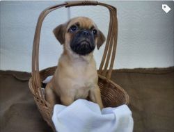 Puggles for sale