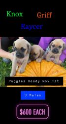 Puppies ready Nov 1, 2021