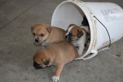 Puggle puppies for sale Indiana