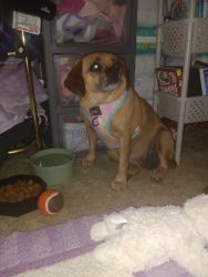 Puggle needs a home 3years old