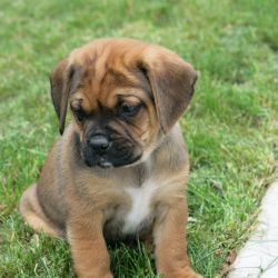 Bowser - Puggle Puppy