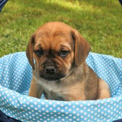 Gregory - Puggle Puppy