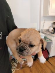 Puggle puppies ready for new home