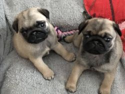 Pedigree Pug Puppies for sale