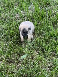 Puggle puppies for sale