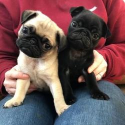 Sweet Male and female Pug Puppies for adoption