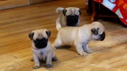 Sweet Male and female Pug Puppies for adoption Very cute Pug puppies