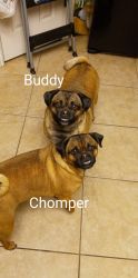 Buddy & Chomper (Inseparable)