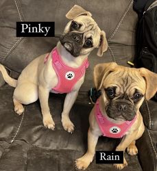 French Pugs looking for a Furrever Home