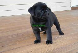 sweety pug puppies for sale