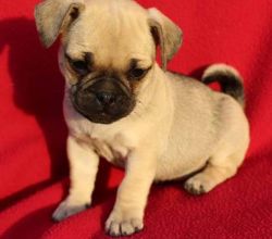 pug puppies seeking for a new home