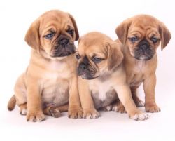 Gorgeous chunky Puggle pups