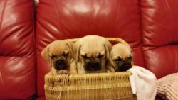 Outstanding F2 Puggles For Sale
