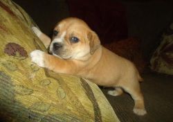 adorable male and female puggle puppies