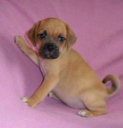 Adorable Puggle Puppies for Adoption