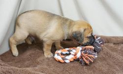 Male And Female Puggle Puppies For Adoption