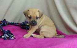 Awesom Puggle Puppies available