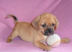Gorgeous Puggle Puppies For Sale