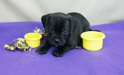 Charming Healthy Puggle Puppies