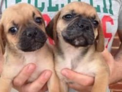 fabulous pugggle puppies ready for a lovely home