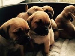 beautiful puggle puppies ready now