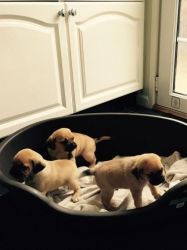 puggle puppies ready now