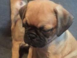 lovely puggle puppy for adorable home