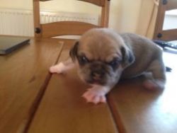 adorable puggle puppies ready now