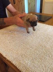 lovely puggle puppies for adorable homes