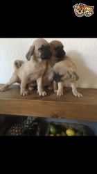 gorgeous puggle puppies ready to meat a new home