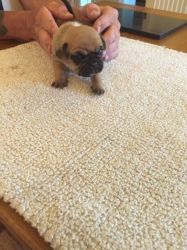 amazing puggle pups for lovely homes