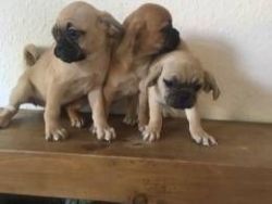 fabulous puggle pups available now