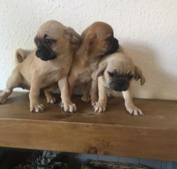 ***outstanding Puggle Puppies***