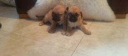 puggle puppies ready now