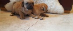 puggle puppies available