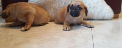 Lovely Puggle Puppies For Lovely Homes