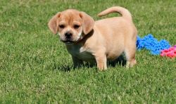lovely cute puggle puppy for sale