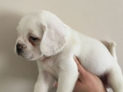 2 White Puggle Boys Left To Reserve Reduced