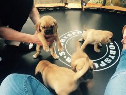 Stunning Puggle Puppies For Sale