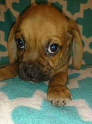 Male and female puggle pup