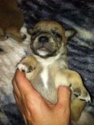 puggle puppies for adoption