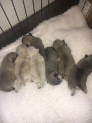 Adorable pug puppies for new home!!!